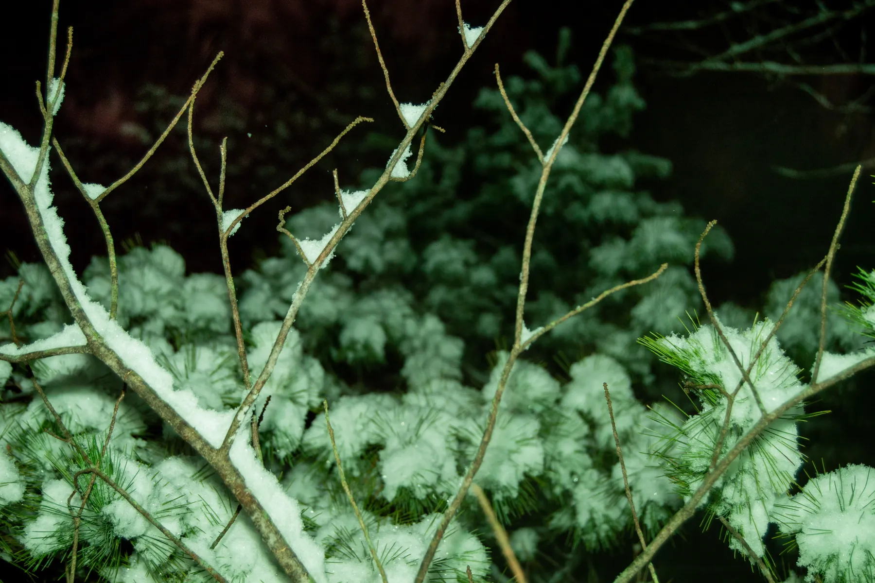 Winter night landscape — nineteen photo series