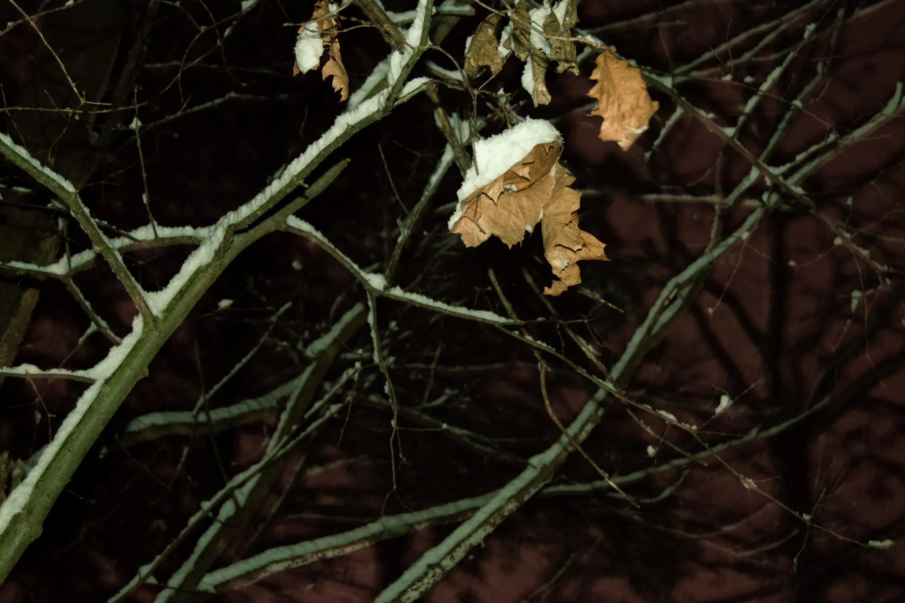 Winter night landscape — nineteen photo series