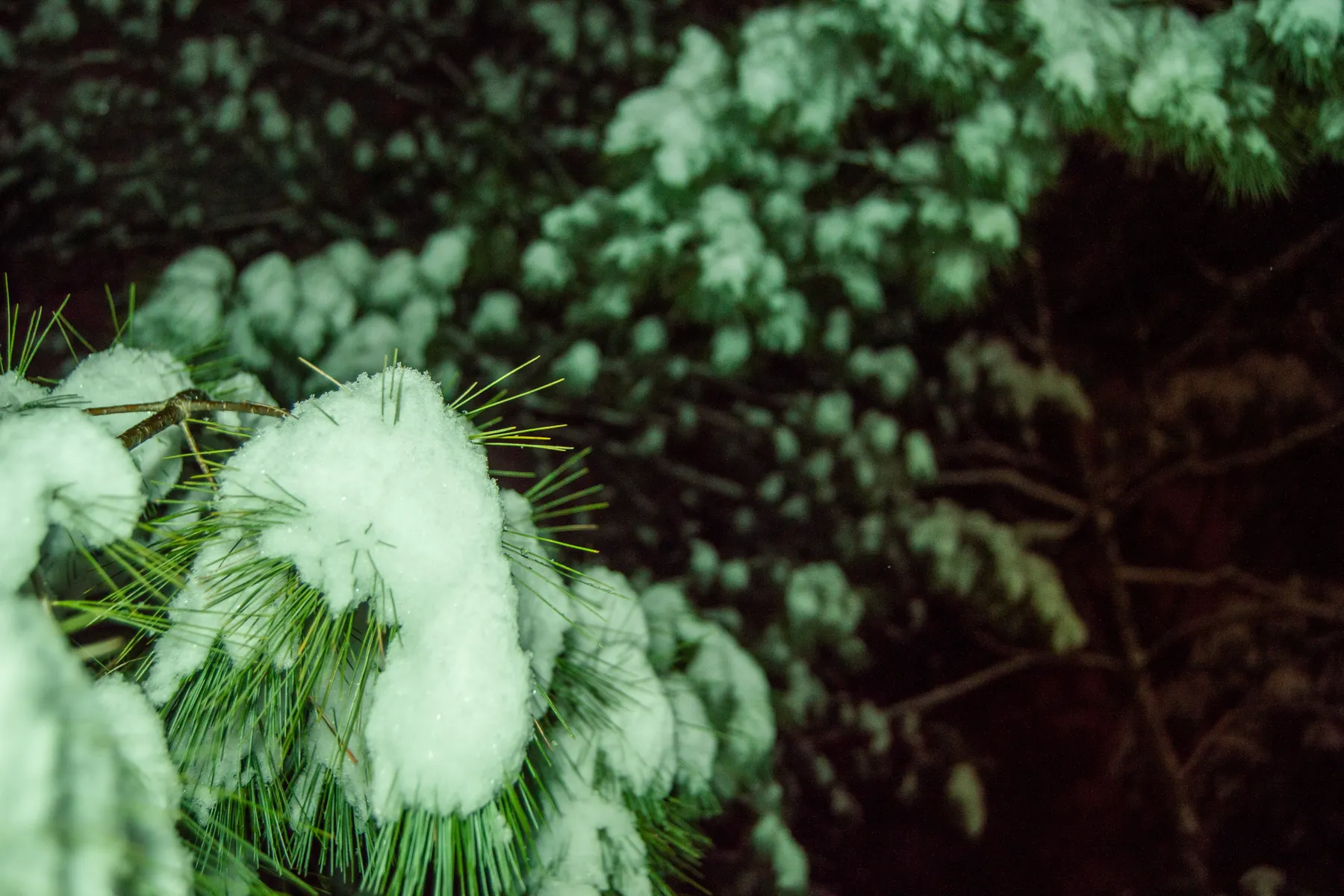 Winter night landscape — nineteen photo series